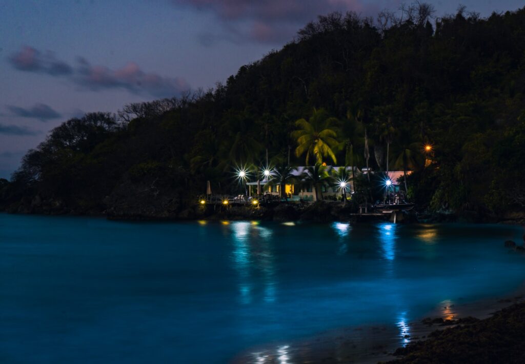 green palm trees near body of water during night time